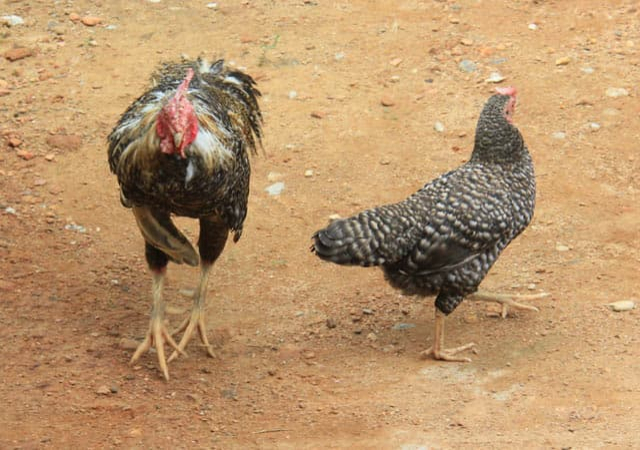 Nuôi gà re - nông dân làm giàu từ giống gà quý hiếm có nguy cơ tuyệt chủng