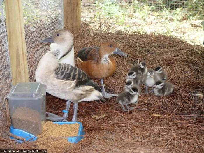 Từ thú vui nuôi le le làm cảnh nông dân làm giàu hiệu quả