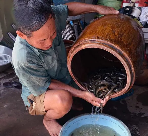 Độc lạ với mô hình nuôi thâm canh lươn đồng trong can nhựa