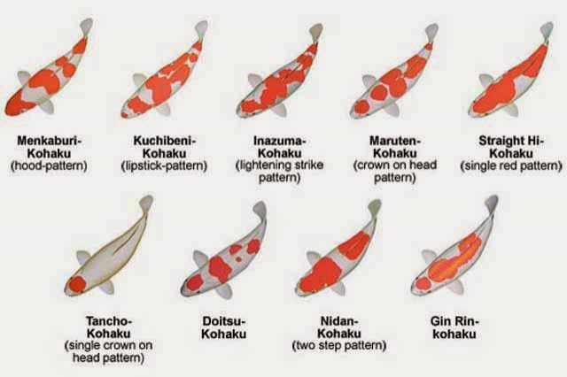 Thông tin và kỹ thuật nuôi các loại cá chép KOI