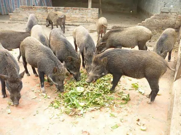 10 tối kị trong quá trình nuôi lợn rừng