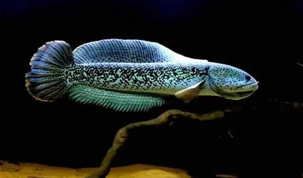 Chiêm ngưỡng loài cá lóc hoàng đế giá nghìn đô mới vào Việt Nam
