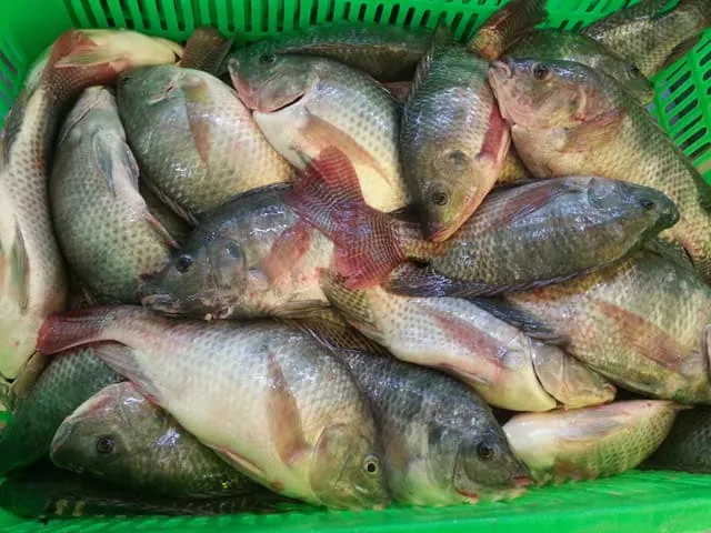 Dân miền Tây nuôi cá rô phi như thế nào?