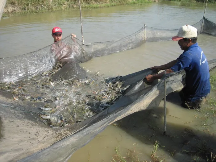 Kỹ thuật nuôi ghép cá Rô phi với tôm Chân trắng Nam Mỹ