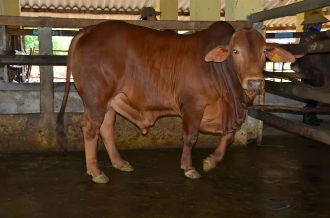Tạo giống bò lai thịt triển vọng cho Bình Định