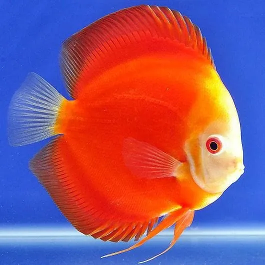 Astxanthin- Thuốc lên màu cho cá đĩa