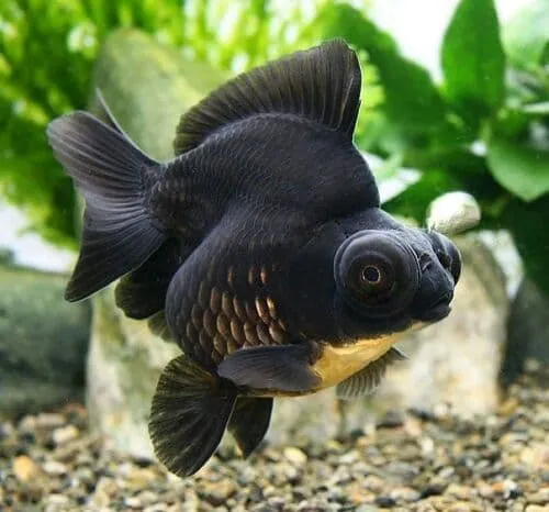 Cá Mắt Lồi Đen (Broadtail Moor Goldfish/Black Moor)