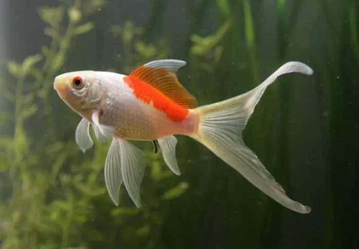 Cá vàng sao chổi  ( Comet Goldfish hay Swallowtail )
