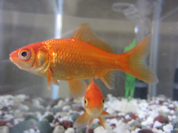 Cá Vàng Thông Thường (Common Goldfish)