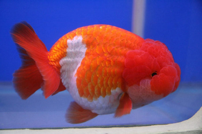Cá vàng phượng hoàng (Egg Goldfish)​
