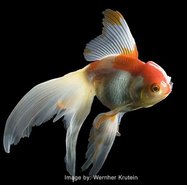 Cá Vàng Đuôi Quạt (Fantail)