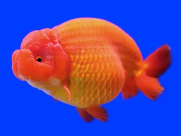 Cá vàng Lan Thọ (Ranchu)