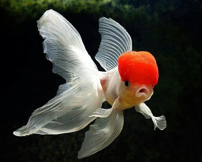 Hạc Đỉnh Hồng (Redcap Oranda​)