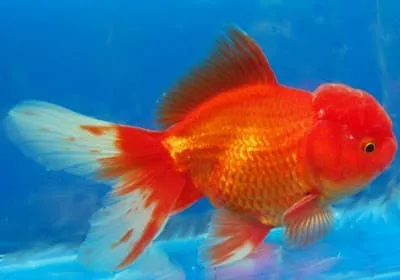 Cá vàng đầu lân (Oranda)