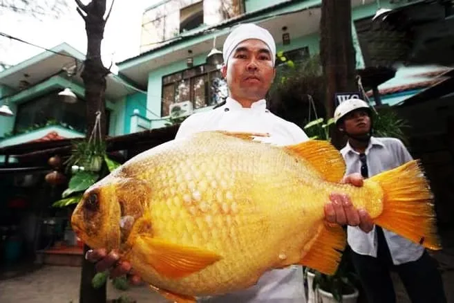 Thông tin chi tiết về cá chìa vôi