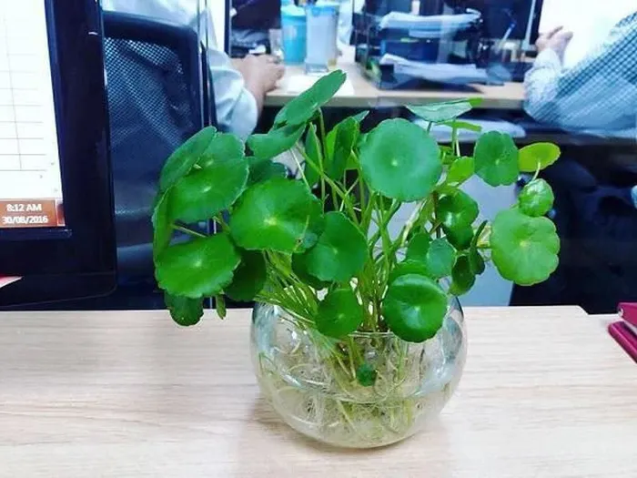Mẹo phong thủy giúp cuối năm cải vận, mở cửa đón Thần Tài
