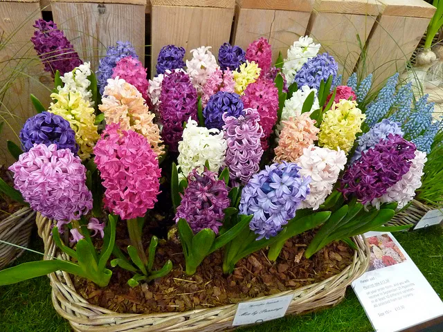 Cách trồng hoa dạ lan hương từ củ cho hương thơm thanh thoát trong nhà