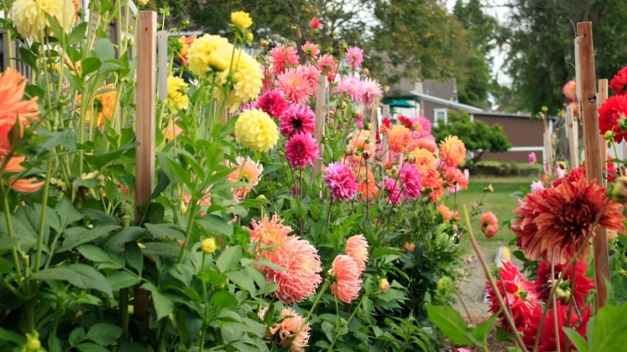Trồng hoa thược dược nhiều màu khoe sắc rực rỡ quanh năm