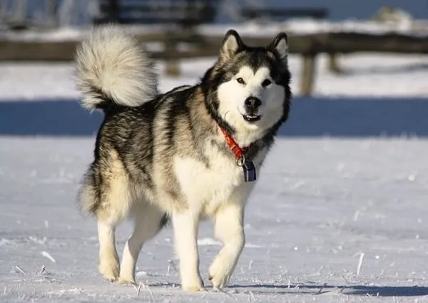 Những  bệnh thường gặp và cách chữa trị ở chó Husky
