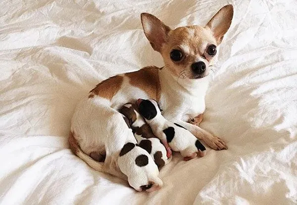 Kinh nghiệm nuôi chó chihuahua đầy đủ nhất