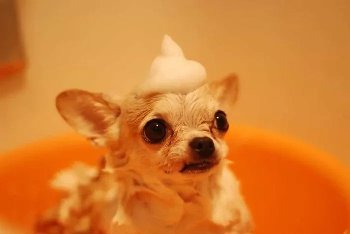 Những bệnh thường gặp ở chó Chihuahua và phương pháp phòng tránh
