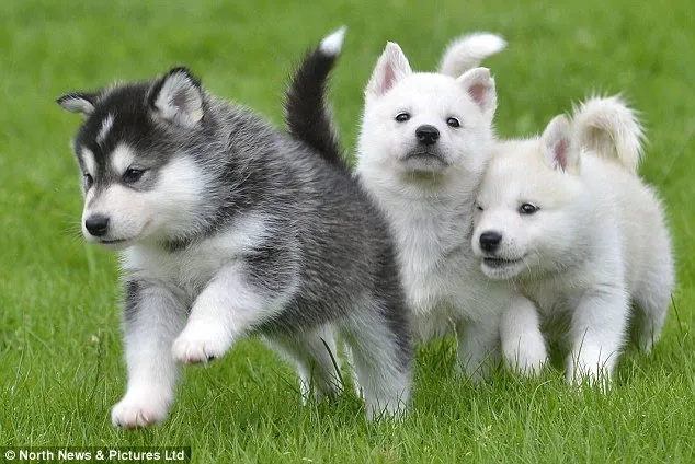 Kinh nghiệm nuôi chó husky phát triển khỏe mạnh, đơn giản