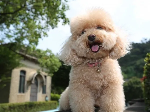 Những bệnh thường gặp và cách điều trị bệnh ở chó poodle