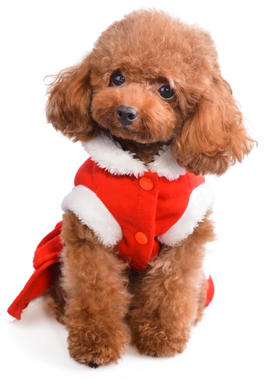 Nguồn gốc, cách chăm sóc, bảng giá chó Poodle