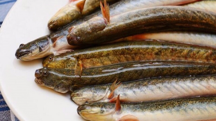 9 Công thức chế biến món ngon từ cá kèo,dễ làm